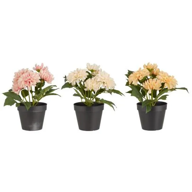 Hovedbilde Dahlia 3 farger assortert m/5 blomster i potte