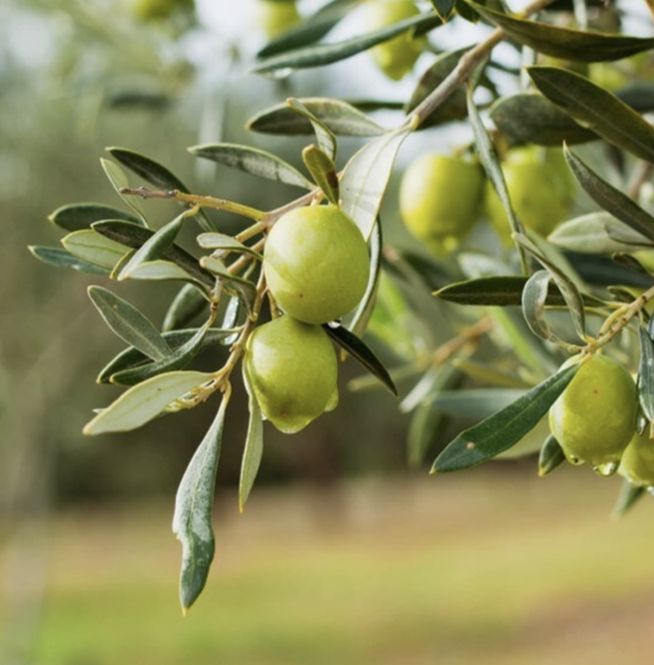 Hovedbilde Rudy Italian Olive Oil Maioliche -  Bath and ...