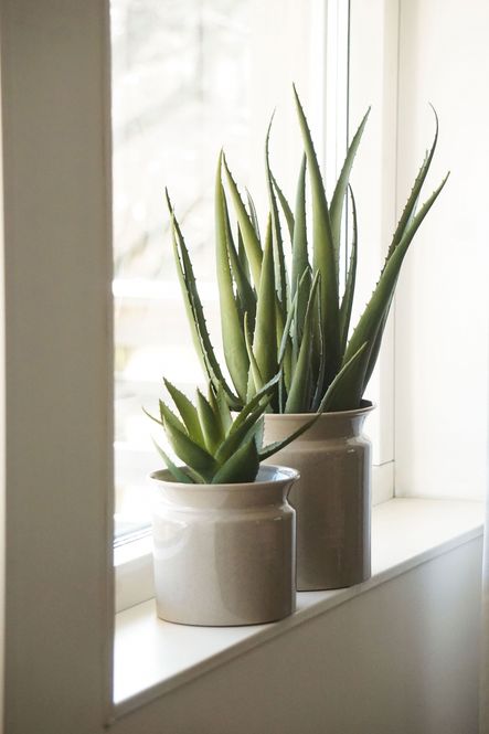 Hovedbilde Aloe Vera kunstig plante