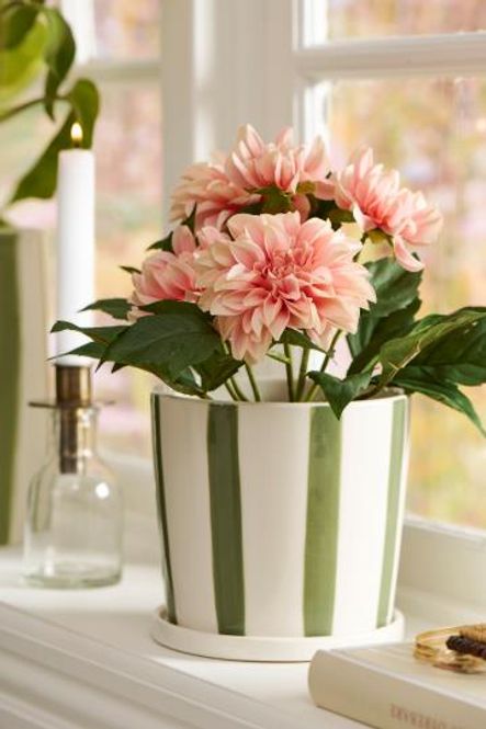 Hovedbilde Dahlia 3 farger assortert m/5 blomster i potte